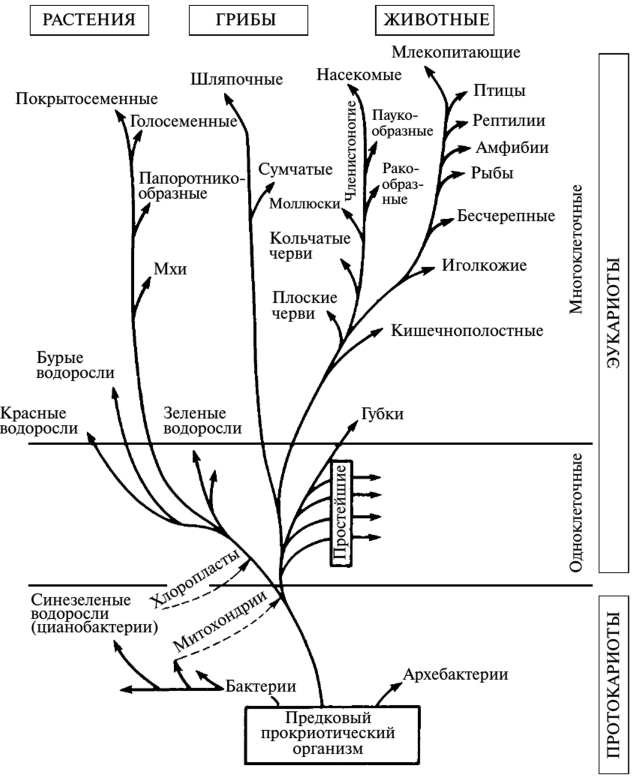 Происхождение животных основные этапы эволюции животного. Эволюционное Древо жизни биология. Схема эволюции организмов. Филогенетическое Древо растений.