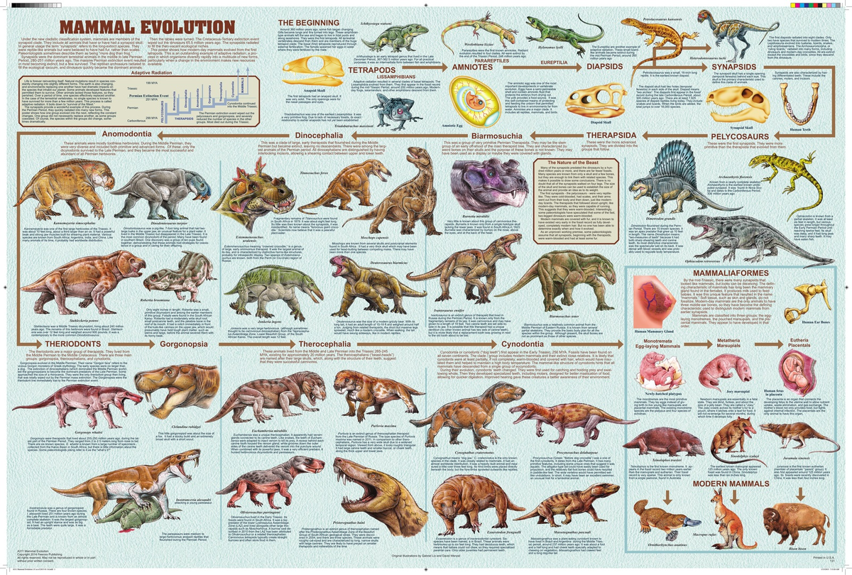 Эволюция млекопитающих. Предки млекопитающих. Колюция млекопитающих животных. Эволюционное Древо млекопитающих.