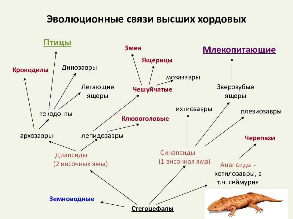 Происхождения млекопитающих от пресмыкающихся. Нарисуйте схемуэволюции ходовых животных. Филогения млекопитающих схема. Филогенетическое Древо хордовых животных. Филогенетические схемы Хордовые.