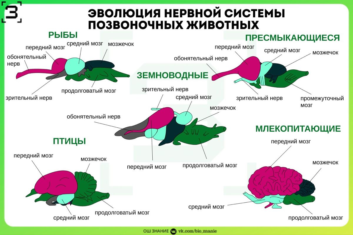 Мозги животных сравнение