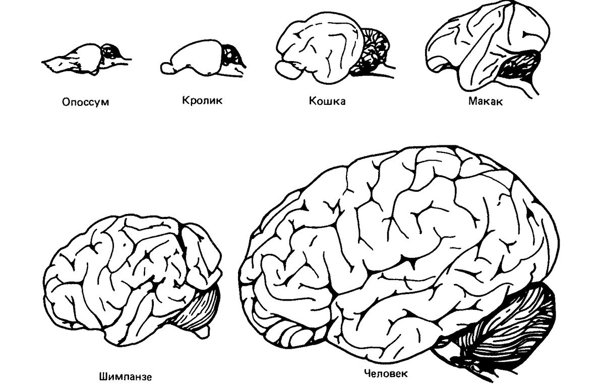 Эволюция размера мозга. Развитие коры головного мозга у млекопитающих. Строение мозга млекопитающих. Схема строения головного мозга млекопитающих.