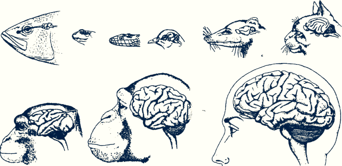 Размер мозга увеличивается. Филогенез головного мозга. Филогенез мозга человека. Филогенез мозга животных. Цефализация нервной системы это.