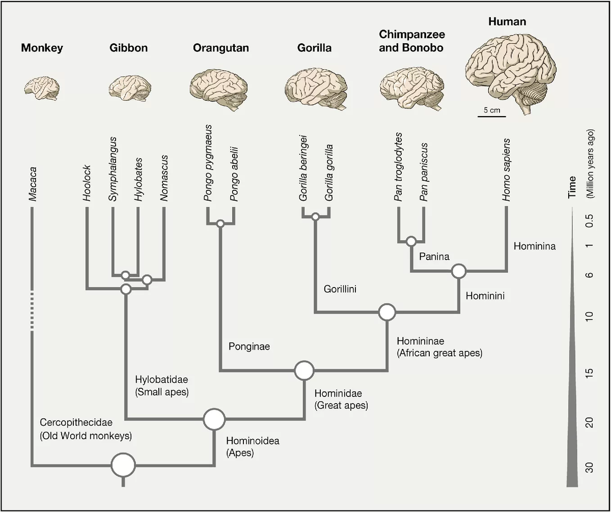 Эволюция развития мозга. Размер мозга человека Эволюция. Головной мозг в процессе эволюции. Строение головного мозга обезьяны. Этапы эволюции мозга человека.