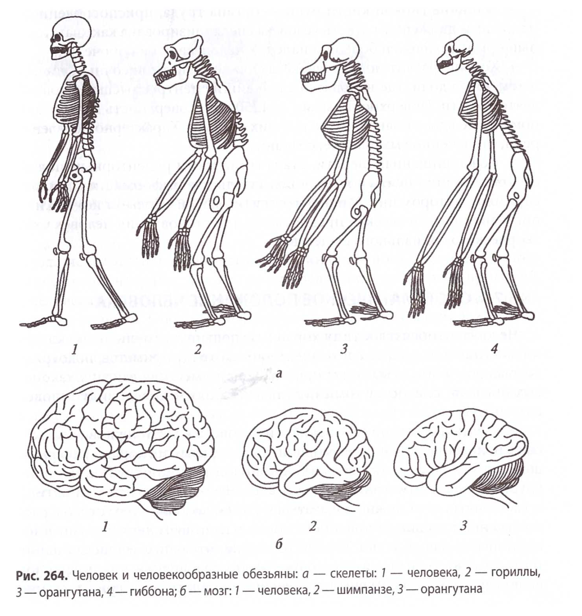 Сравнение скелета человека и человекообразной обезьяны. Строение мозга человекообразной обезьяны. Скелет человека и человекообразных обезьян. Строение скелета человека и человекообразных обезьян.