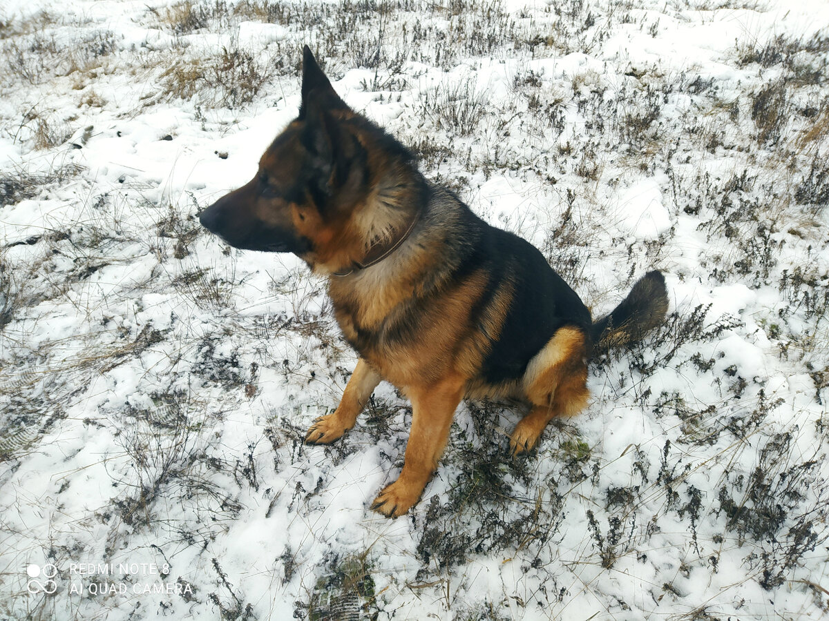 Дик. Собственной персоной на прогулке. Воскресное утро!!! Погода так себе, 