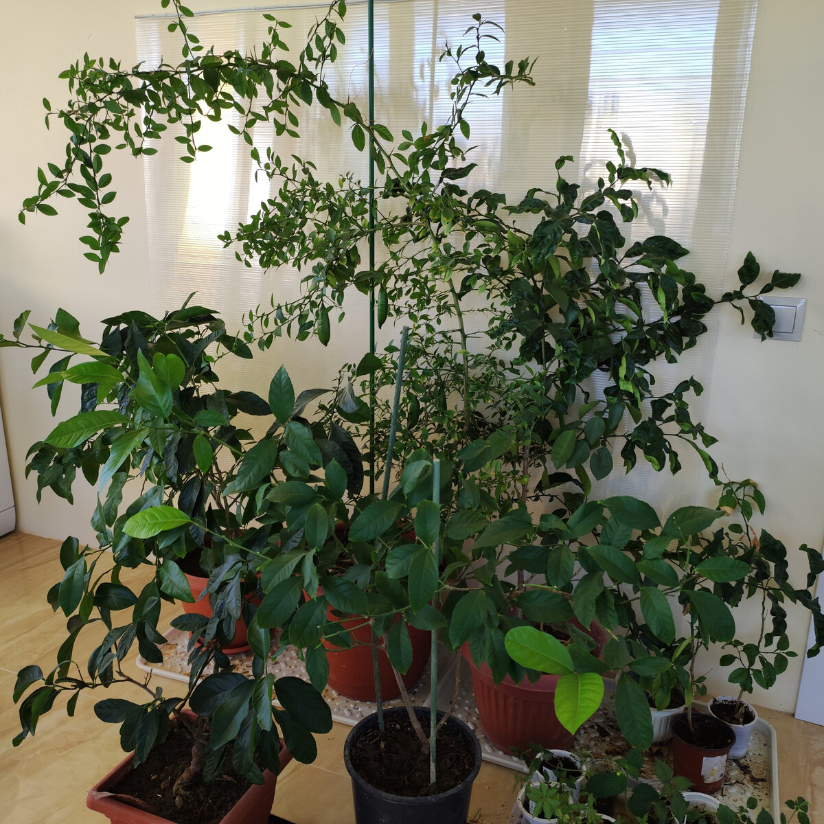 Цитрусы на холодной зимовке