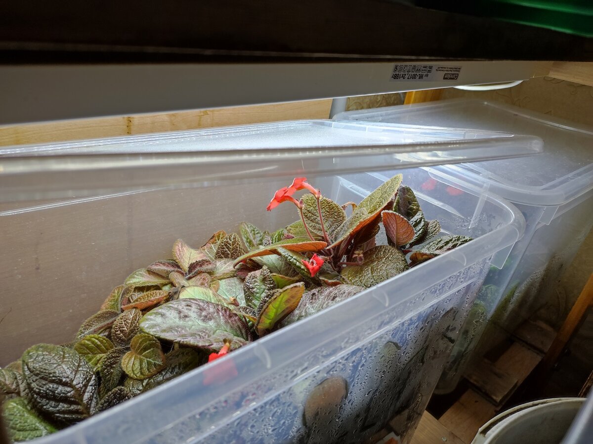 Эписции вынужденно зимуют так