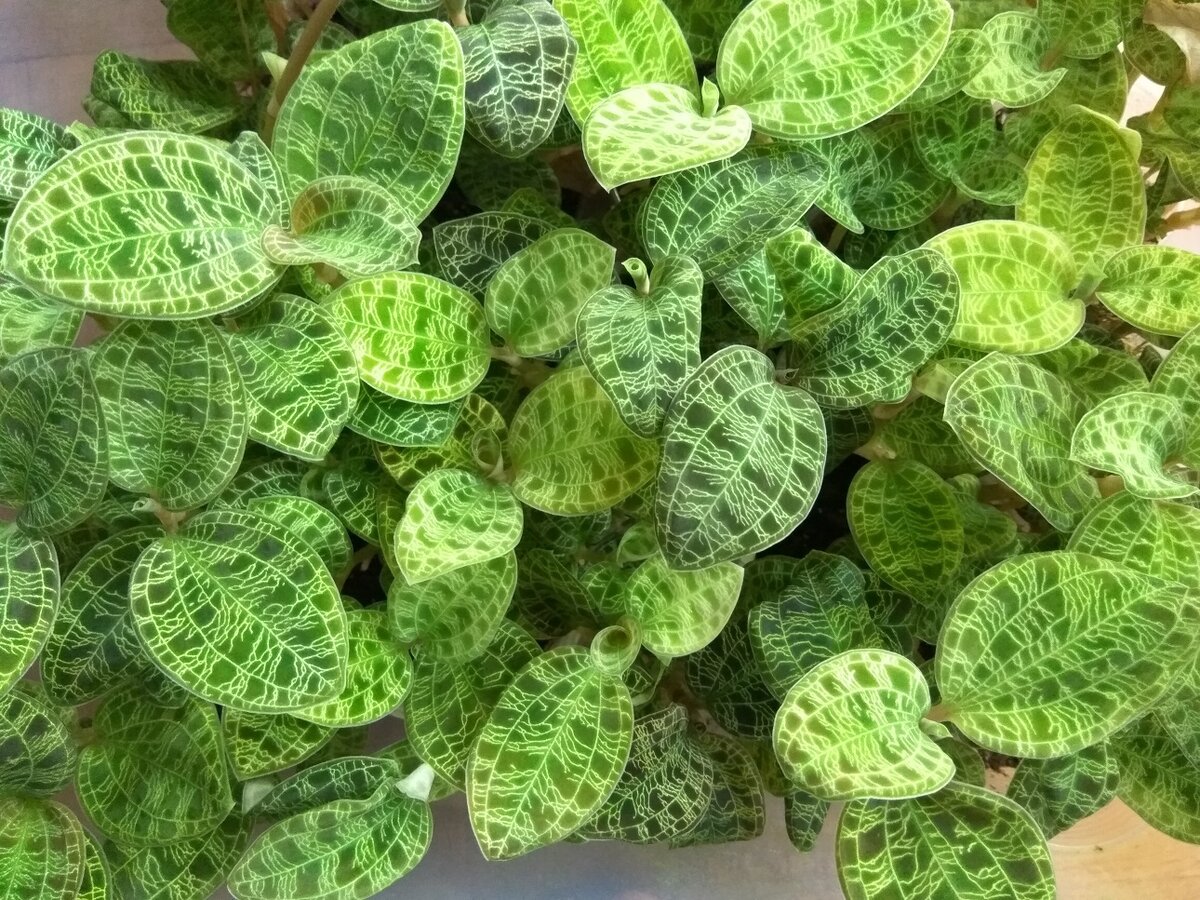 морфологический анализ слова легкие. морфологический разбор имен существительных 3 класс школа россии. растительностью по составу. план морфологического разбора наречия. морфологический разбор слова.