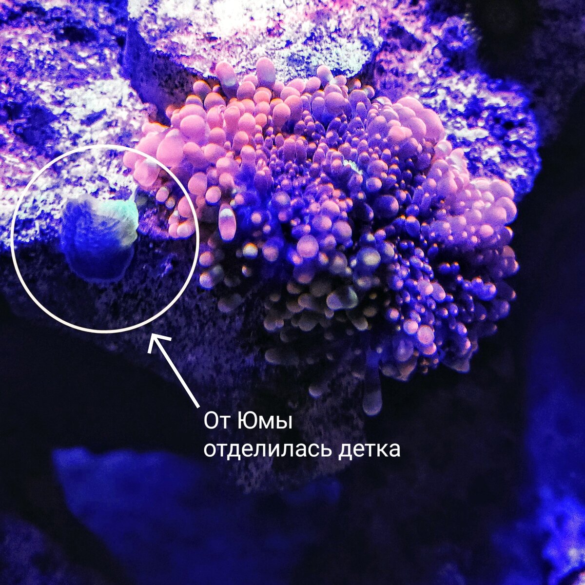 Деление Рикордеи Юма
