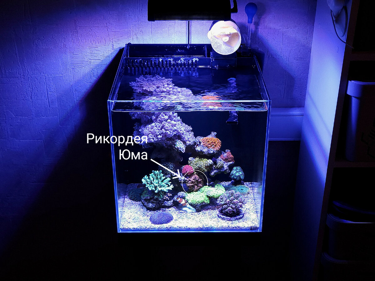 Рикордея Юма в морском аквариуие 