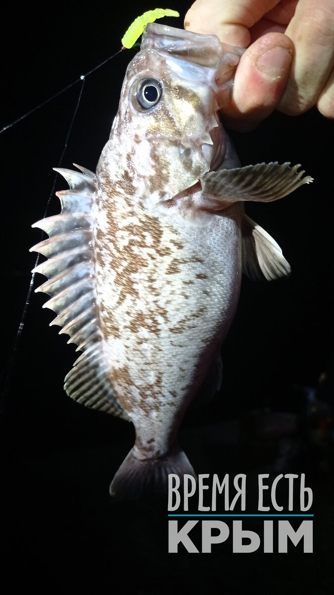 Окунь Шлегеля или Черный окунь, которого я поймал в прошлом году