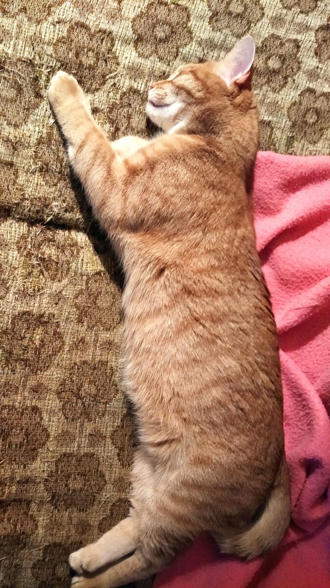 Правописание с мягким знаком. Глагол в форме повелительного наклонения мягкий знак после шипящих. Мягкий знак на конце глаголов после шипящих правило. Не останавливаешься как пишется. Как пишется слово скрылись.