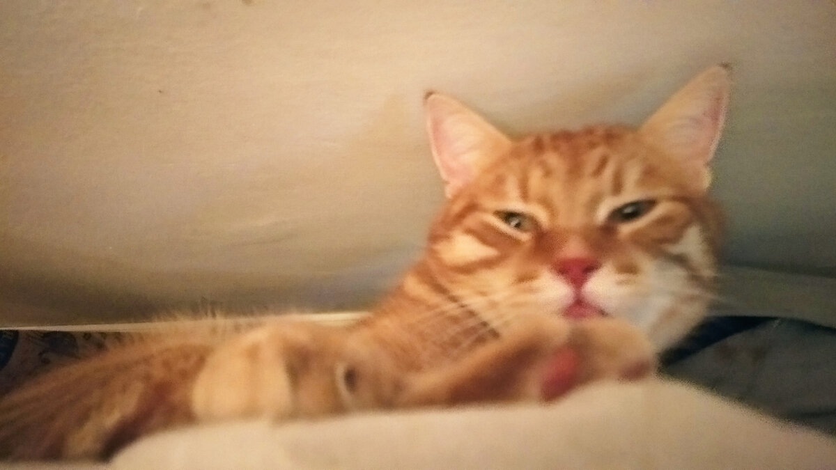 Котика 9. 9 жизней у котов это как. Котика 9. Много кошек. Почему у котов 9 жизней.