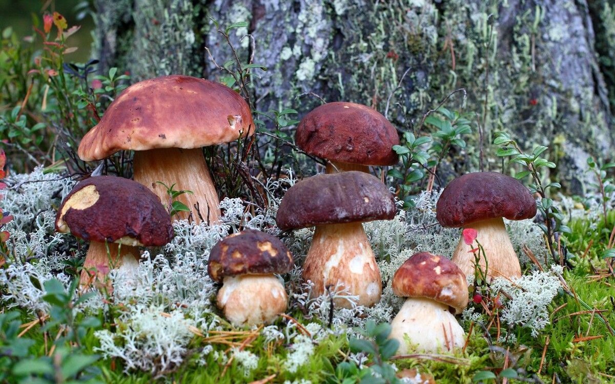 Грибы это особая группа. Канадский Боровик гриб. Боровик еловый и Сосновый. Лаковица Аметистовая гриб. Белые грибы боровики Лесные.