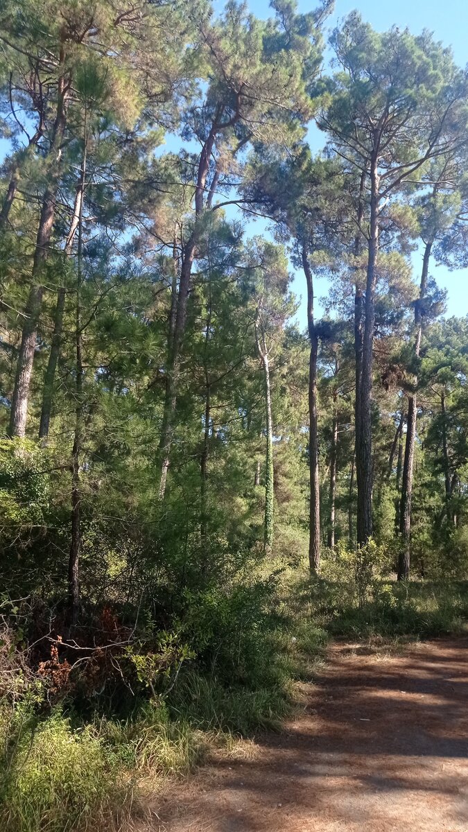 Реликтовая роща