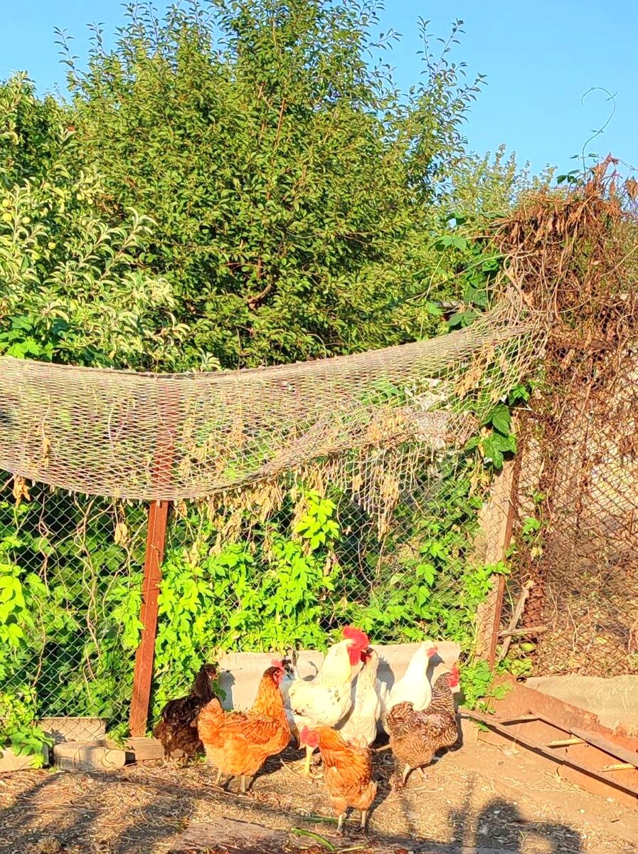 Фото автора. Если люди продают кур, значит, есть и яйца. Есть и куриный помёт!!! 