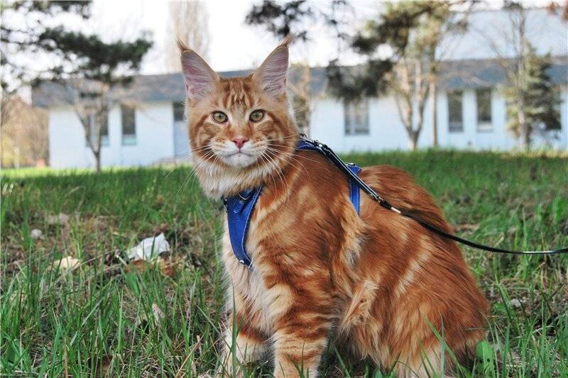 Выгуливать ли кота