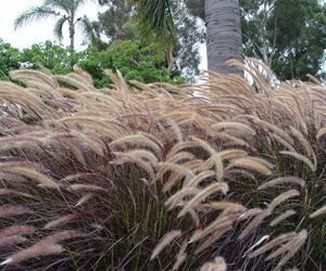 Декоративные травы