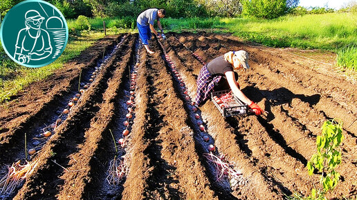 Download Video: 🏆 Рекордный урожай без окучивания 🥔 В 4,5 раза больше 🌱 Посадка картофеля сорта Беллароза под сеном