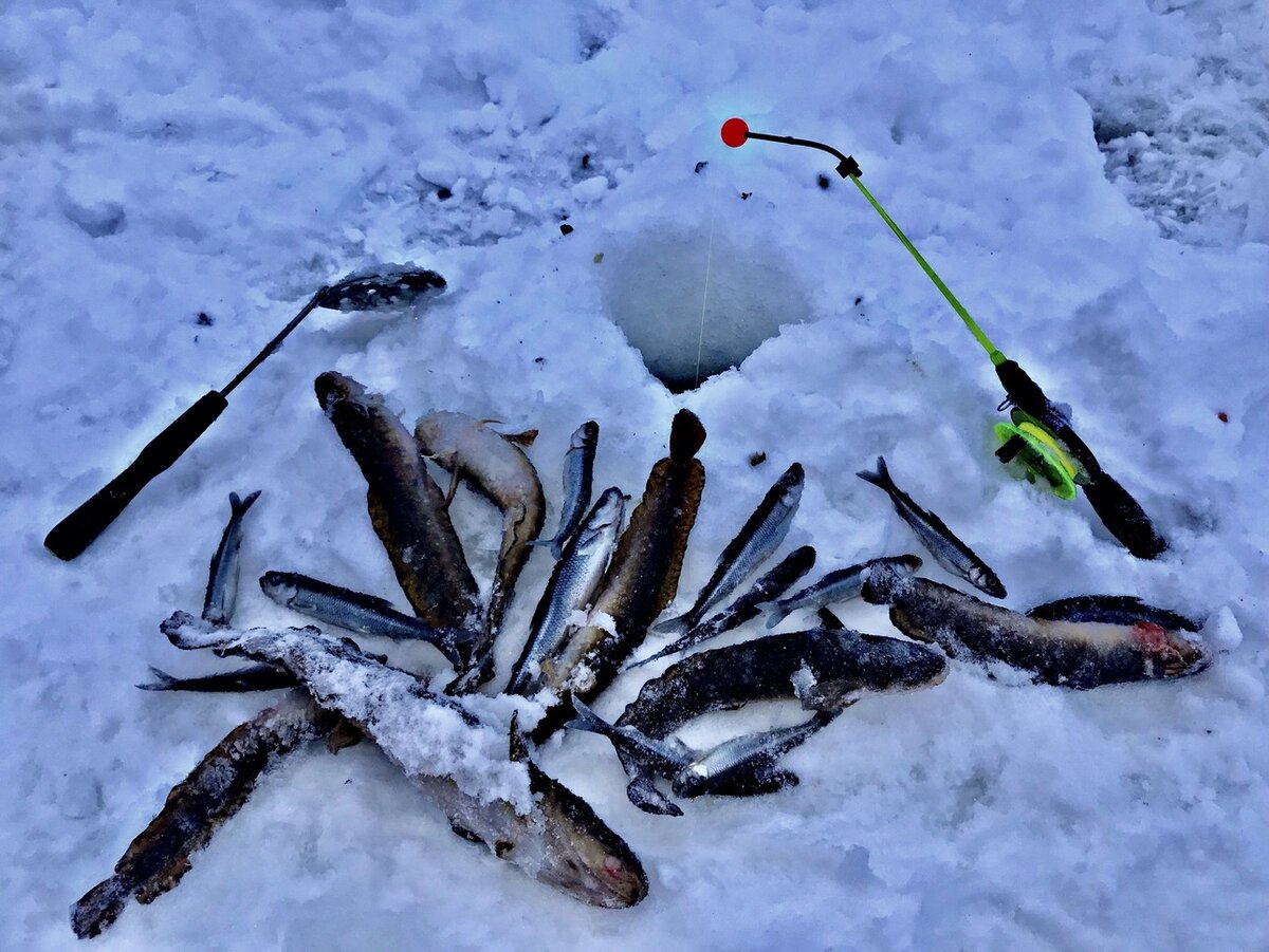 Тихая заводь реки. Мещера лес и ручей. Красота русской природы. Малые реки. Лето речка.