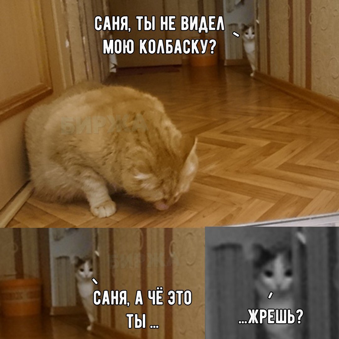 Мемы с котами и надписями очень смешные