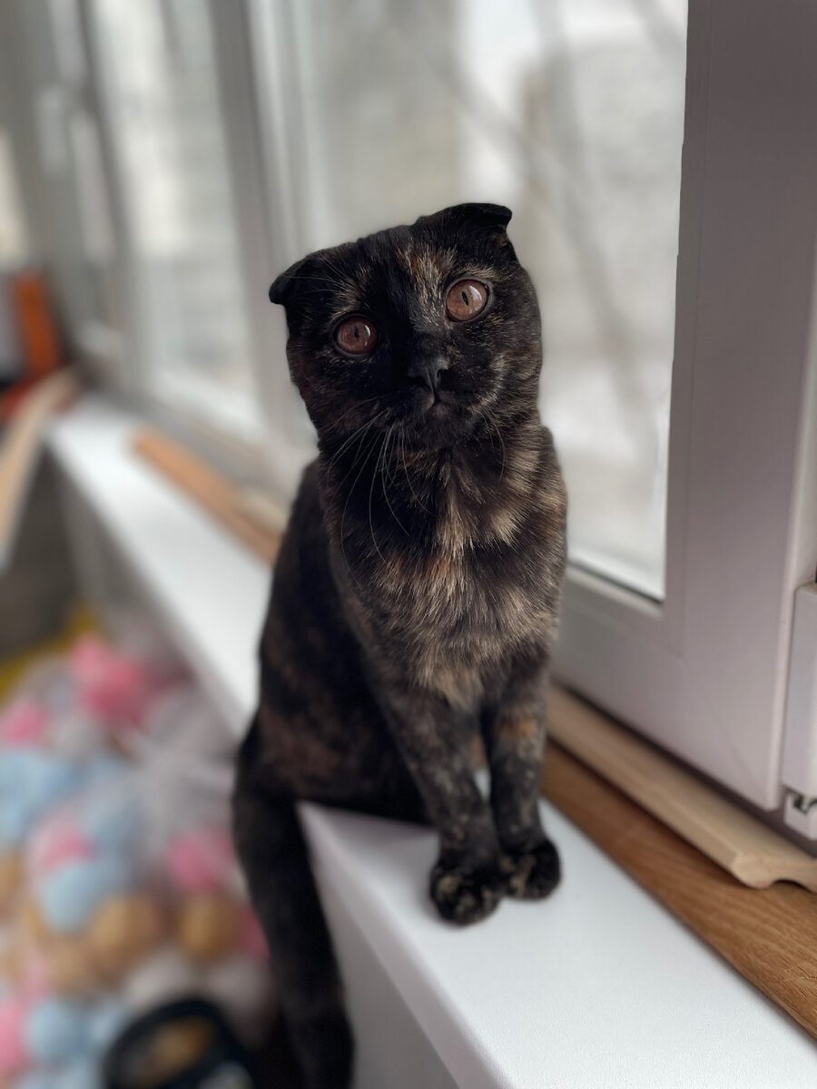 Симка Мурыська