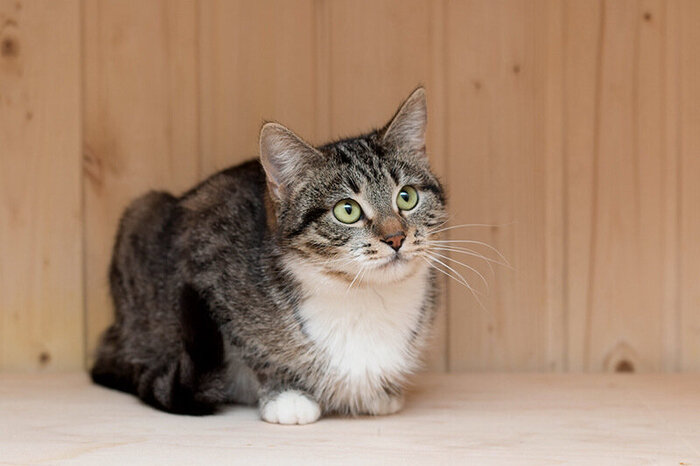 ориенталы мейн кун. рэгдолл пушистый. дети с животными. тайская вислоухая кошка. большие добрые кошки.