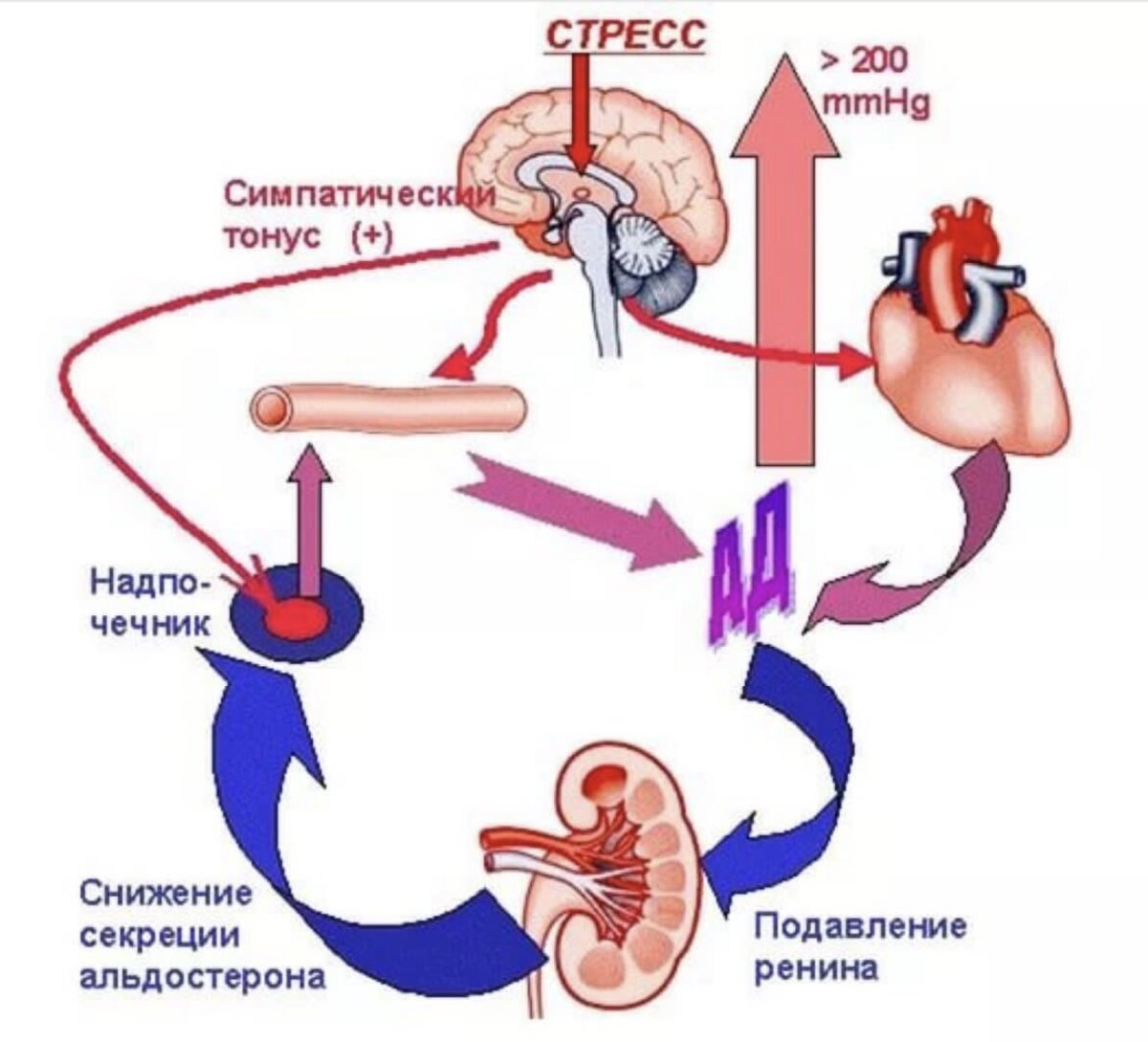 Артериальное давление стресс. Механизм гипертонической болезни. Механизм повышения ад при гипертонической болезни. Патогенез артериальной гипертензии схема. Патогенез гипертонической болезни рисунок.