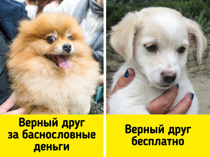 что знать при покупке щенка. к чему снится лабрадор. памятка по уходу за собакой йоркширский терьер. что нужно для покупки щенка. лабрадор щенок лысый.