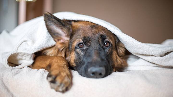  Фото: shutterstock