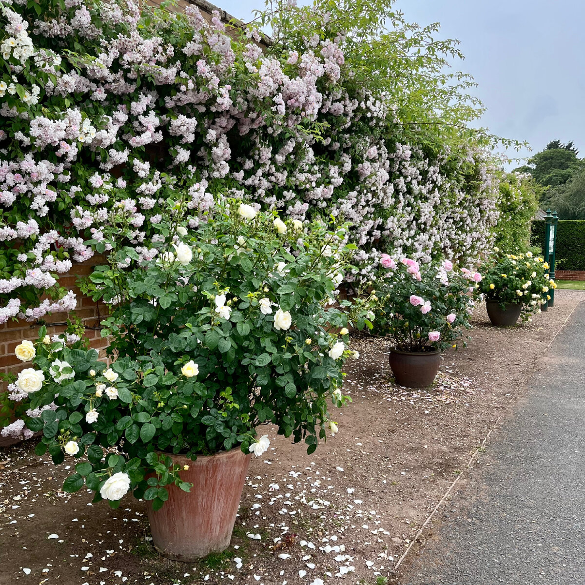 ‘Paul's Himalayan Musk’   ( .    )