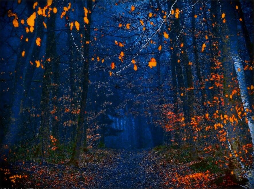 «ночь в лесу». «ночь в лесу». ночной лес. дарк форест густой лес. «ночь в лесу».