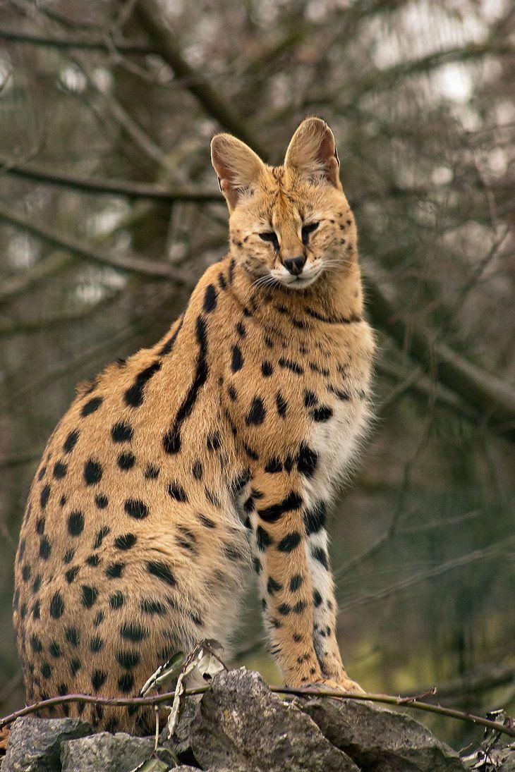 Существует множество Диких Кошек.