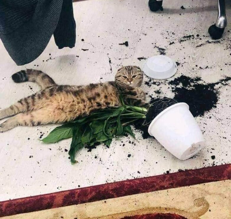 ...таким вот зас****цем!?!!?