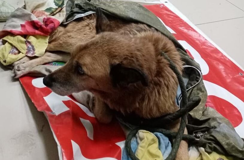 золотистый ретривер. диван для собаки. юмор про собак. собака сидит лежит стоит. прилег стоя полежать.