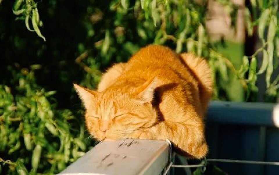 15 усатых-полосатых, которые греют свои "шубки" на солнце ("солярий" в ...