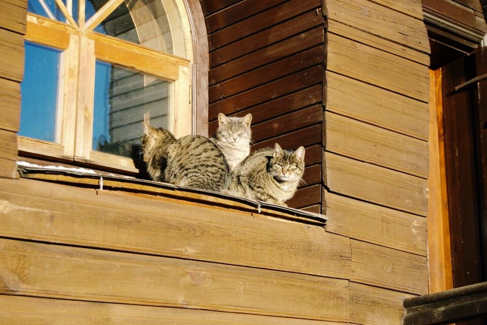 Я вам лета каплю подарю стихи. Весна уже близко открытки. Поскорей солнышко согрей. Солнышко добрых поступков. Летнее солнышко.