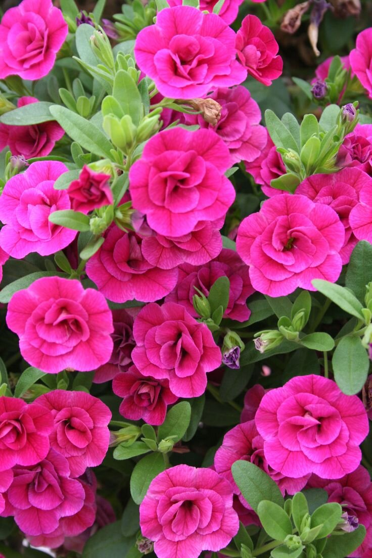 Махровая калибрахоа 