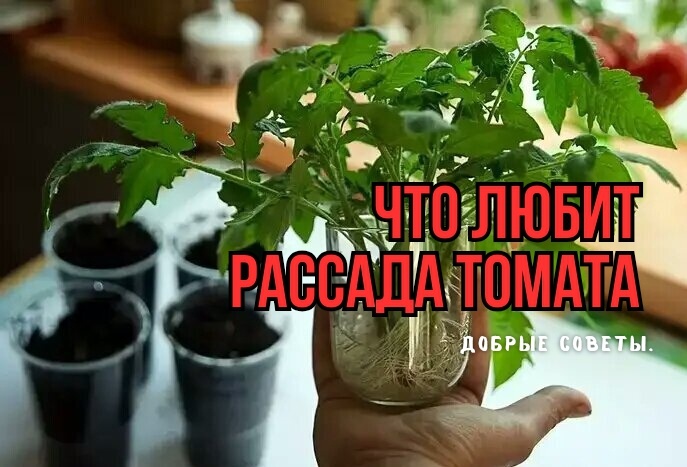 Чтобы рассада томата росла как на дрожжах, не вытягивалась и не желтела: подарили 3 совета. И чтобы не было вершинной гнили плодов