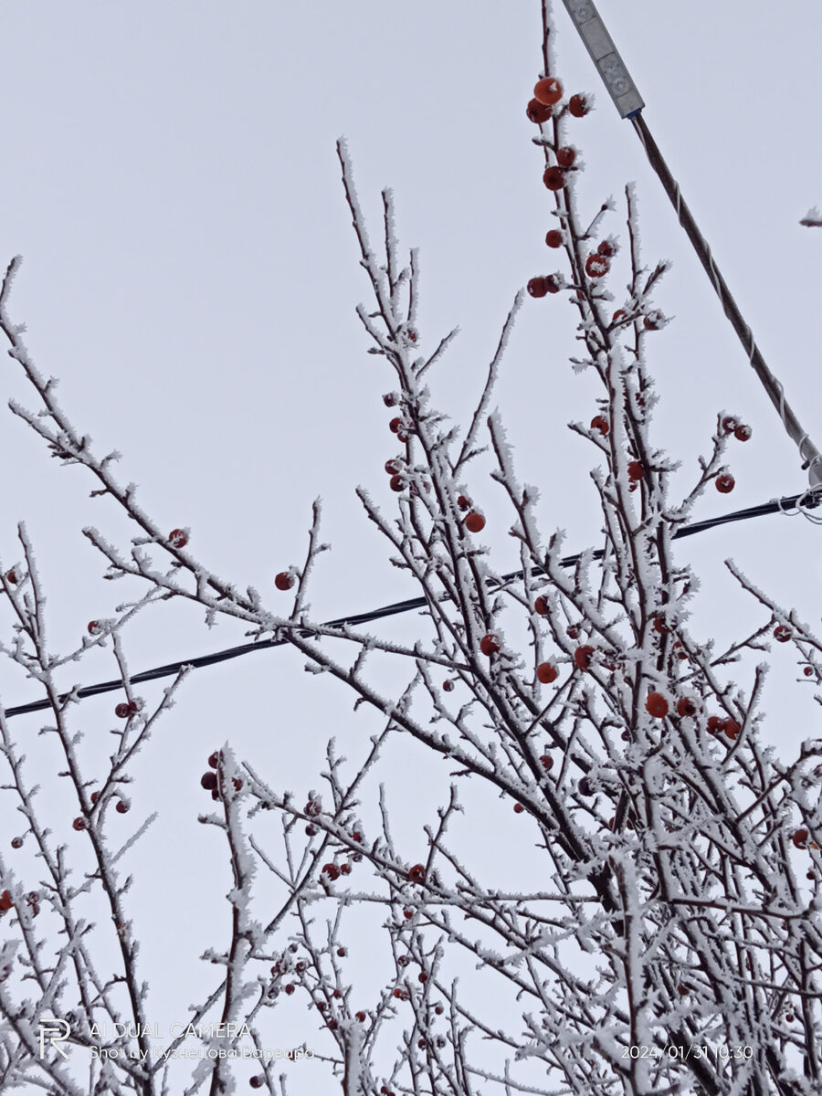 Фото моё. 2024 г., 104-й мкрн, г. Череповец. Яблоки в январьском снегу.