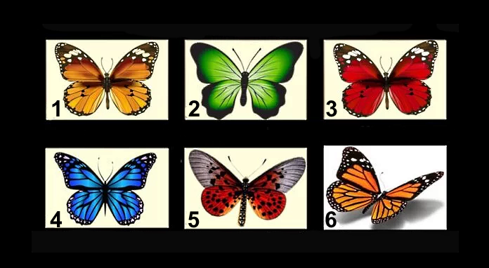 Выберите одну бабочку