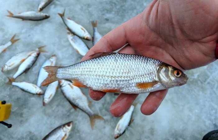 Какие запахи любит плотва зимой. Зимняя насадка для плотвы. Прикармливание рыбы зимой. Какие запахи любит плотва зимой. Прикормка на плотву зимой своими руками.