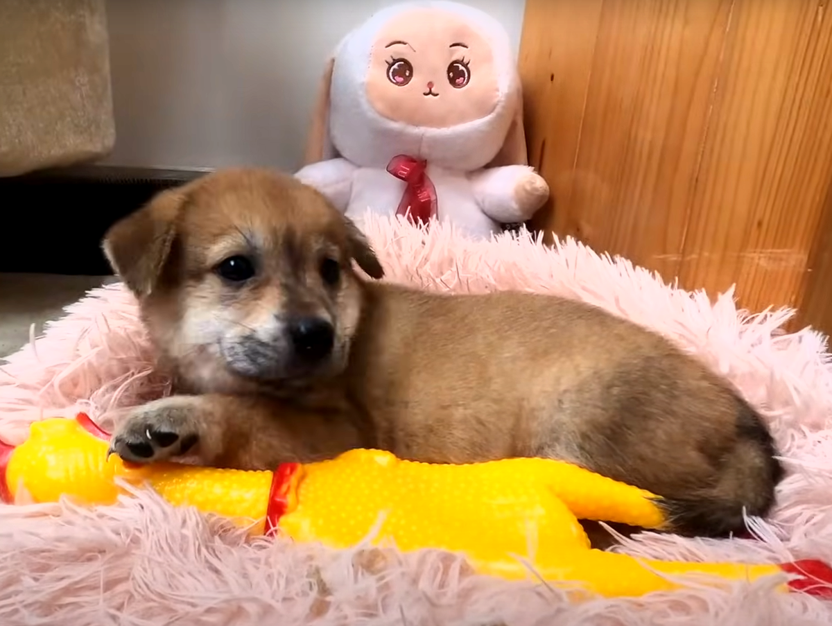 Бюро находок для детей. Бюро находок. Бюро находок (фильм 1) мультфильм 1982. Бюро находок животные. День бюро находок.