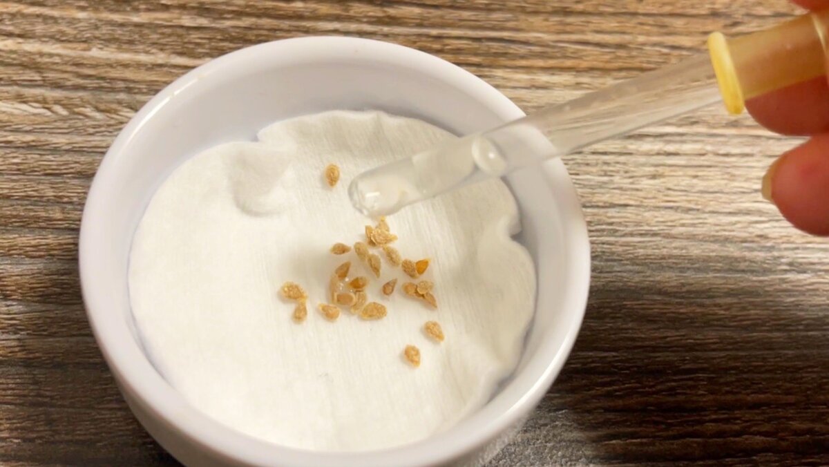 Пара капель на семена для увеличения всхожести