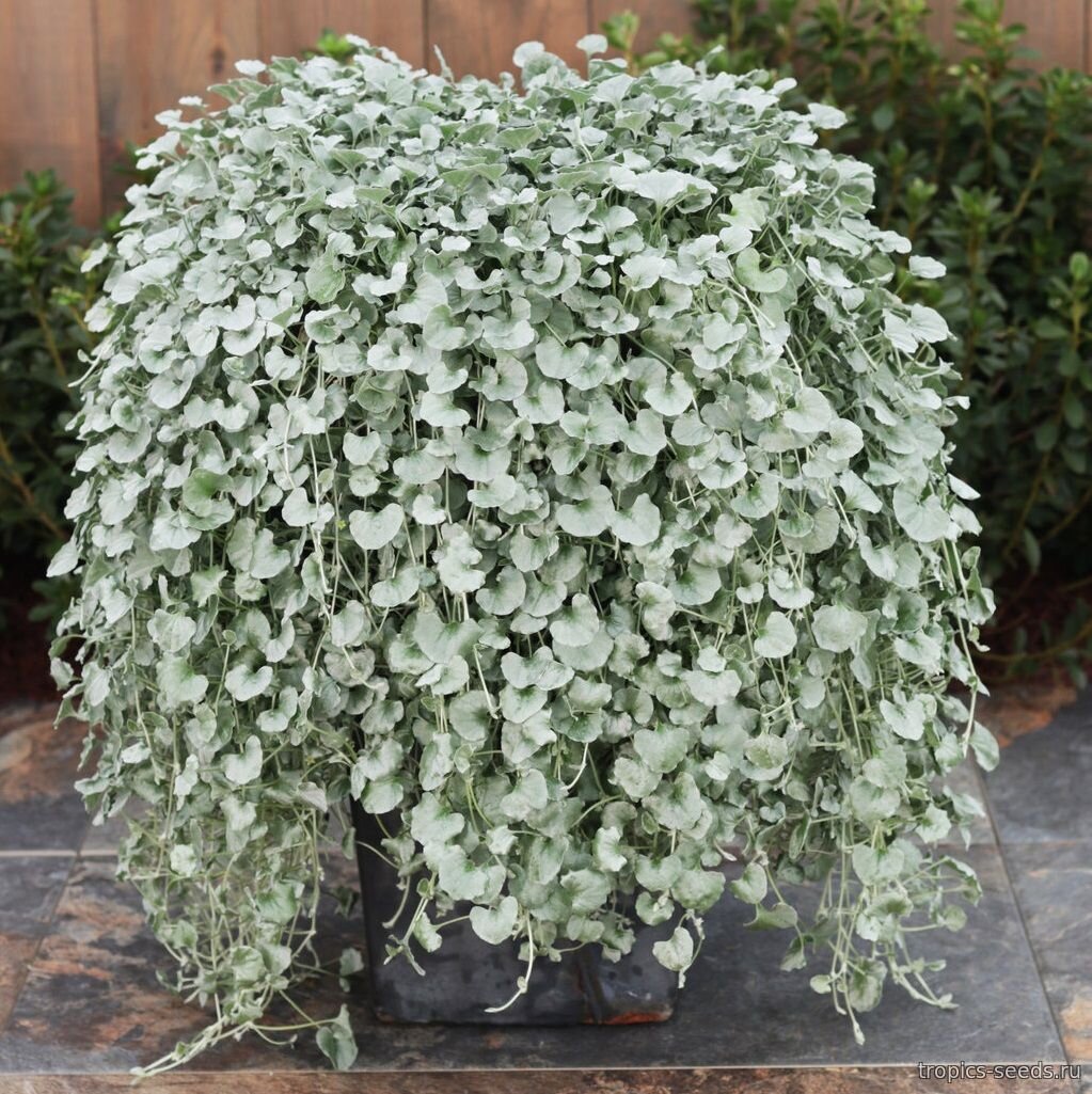 Дихондра серебристая