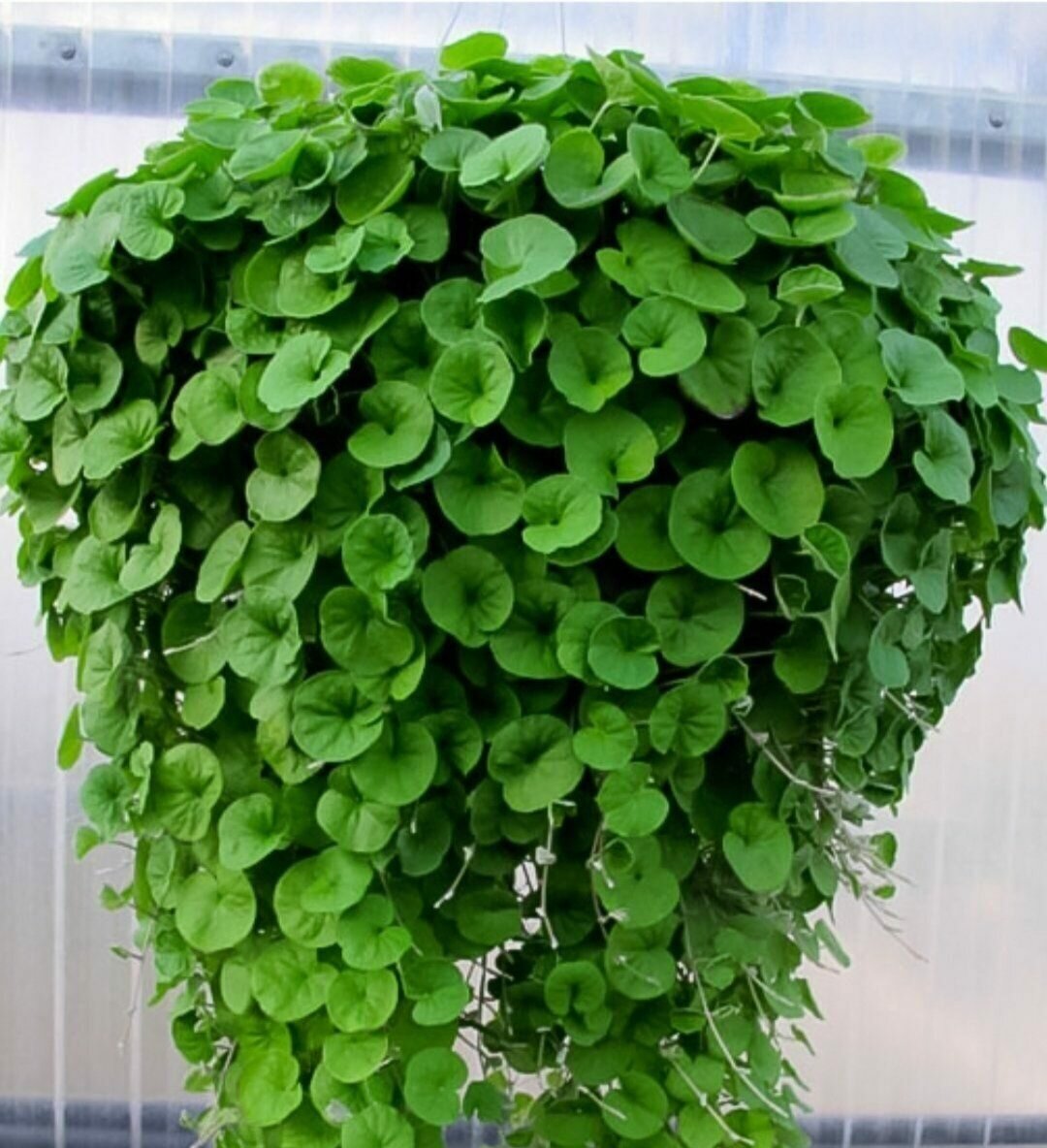 Дихондра Изумрудный водопад