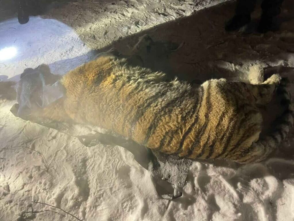    Фото: центр «Амурский тигр»