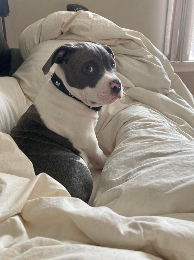 Хэнк всегда выглядит так, будто он провинился.