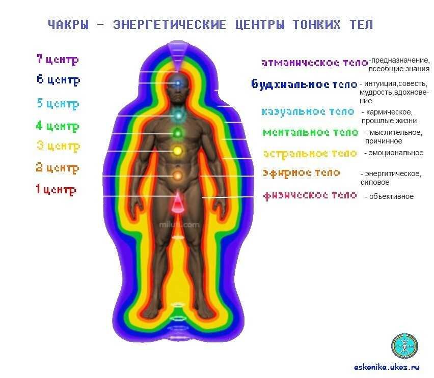 Линии на спине анатомия