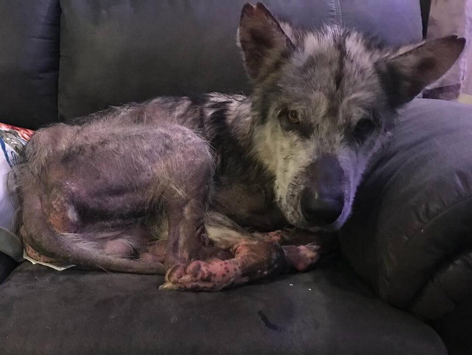 Собака не была агрессивной, несмотря на внешний вид